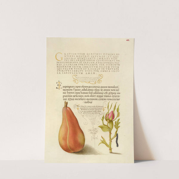 Pear, French Rose, and Caterpillar (1561–1596) by Joris Hoefnagel