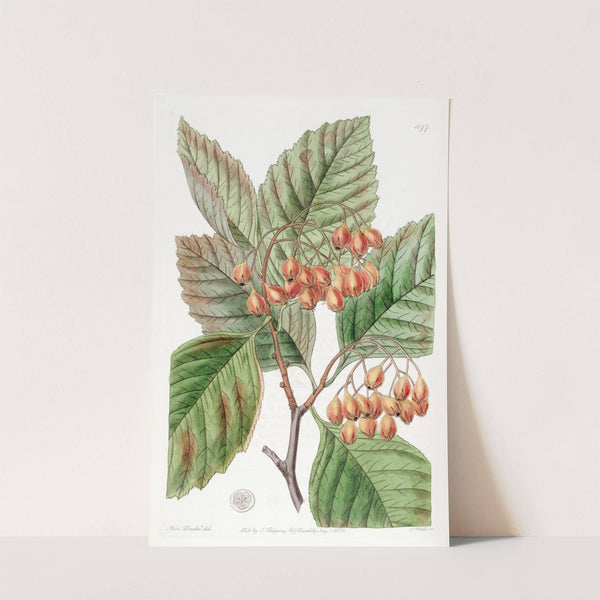 Pear-leaved Thorn by Sydenham Edwards