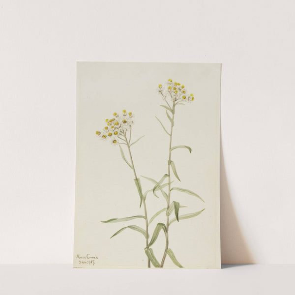 Pearl Everlasting (Anaphalis margaritacea) (1917) by Mary Vaux Walcott