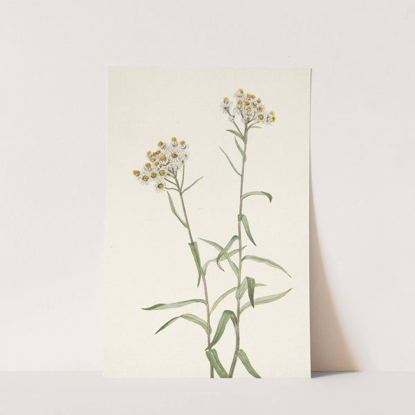 Pearl Everlasting. Anaphalis margaritacea (1925) by Mary Vaux Walcott