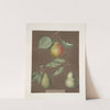 Pears (Cadillac, Paddington and the Saint Marshall). (1812) by George Brookshaw