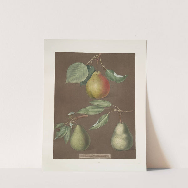 Pears (Cadillac, Paddington and the Saint Marshall). (1812) by George Brookshaw