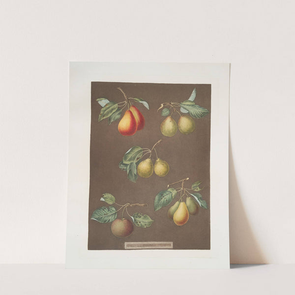 Pears (Catherine, Lemon, Late muscat, Onion, or le Gross Oignonet and the Long stalked blanquet varities). (1812) by George Brookshaw