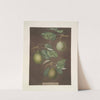 Pears (Cressan, Tarlington and the Aster bergamot varities). (1812) by George Brookshaw