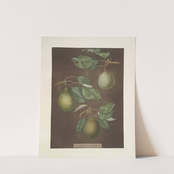 Pears (Cressan, Tarlington and the Aster bergamot varities). (1812) by George Brookshaw
