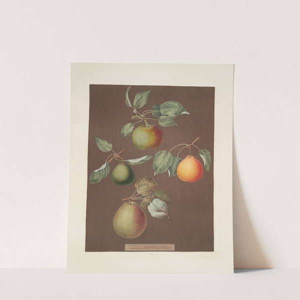 Pears (Michaelmas, or Autumn Bergamot, Summer, Orange and Gansell’s bergamots). (1812) by George Brookshaw