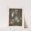 Pears (Saint Germain, Winter swan’s egg and the Double blossom varities). (1812) by George Brookshaw