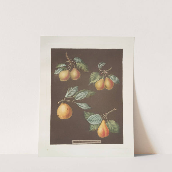 Pears (Valley, Petit Russelet, Doyenne, or Saint Michael, and the Russselet de Rheims, or Gross Russelet varities). (1812) by George Brookshaw