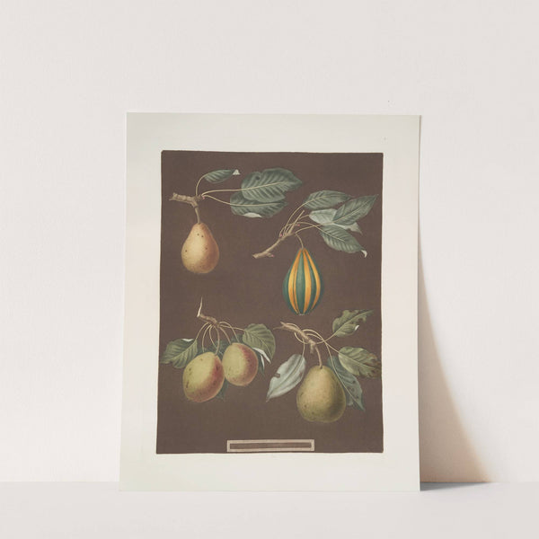 Pears (Virgoulle, Striped vert longue, Swan’s egg and the Pear d’Auch varities). (1812) by George Brookshaw
