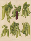 Peas (1876-1886)