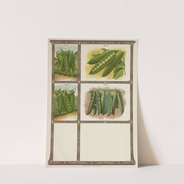 Peas (1921) by Genesee Valley Lithograph Co.