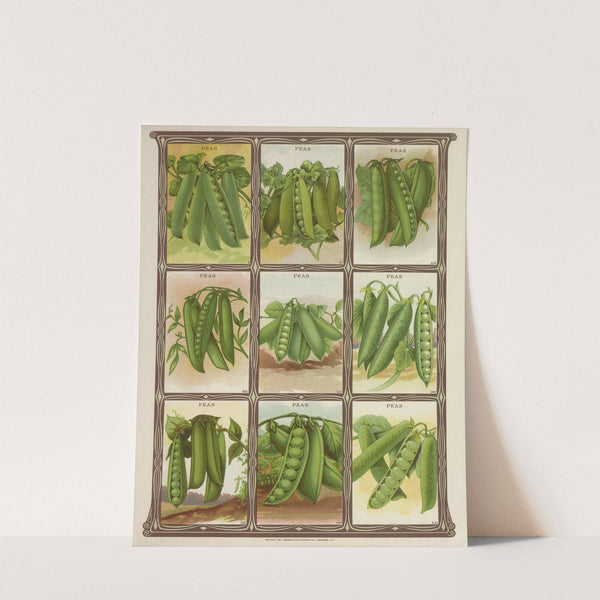 Peas (1921) by Genesee Valley Lithograph Co.