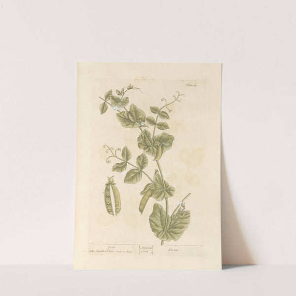 Peas (1739) by Elizabeth Blackwell