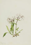 Forest Anemone (Anemone deltoidea) (1925)