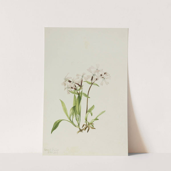 Peatpink (Silene caroliniana) (1917) by Mary Vaux Walcott