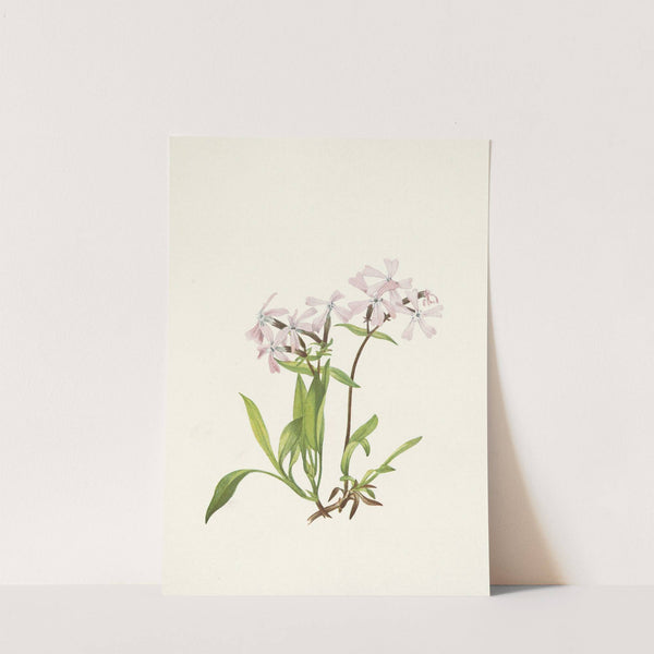 Peatpink. Silene caroliniana (1925) by Mary Vaux Walcott