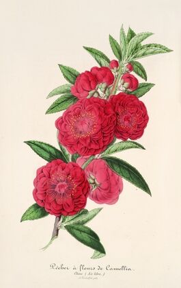 Pecher a fleurs de Camellia