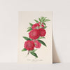 Pecher a fleurs de Camellia by Charles Antoine Lemaire