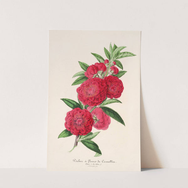 Pecher a fleurs de Camellia by Charles Antoine Lemaire