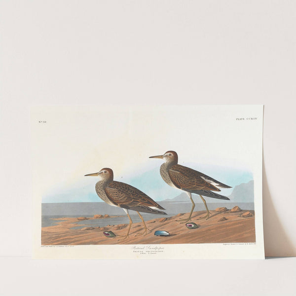 Pectoral sandpiper by John James Audubon