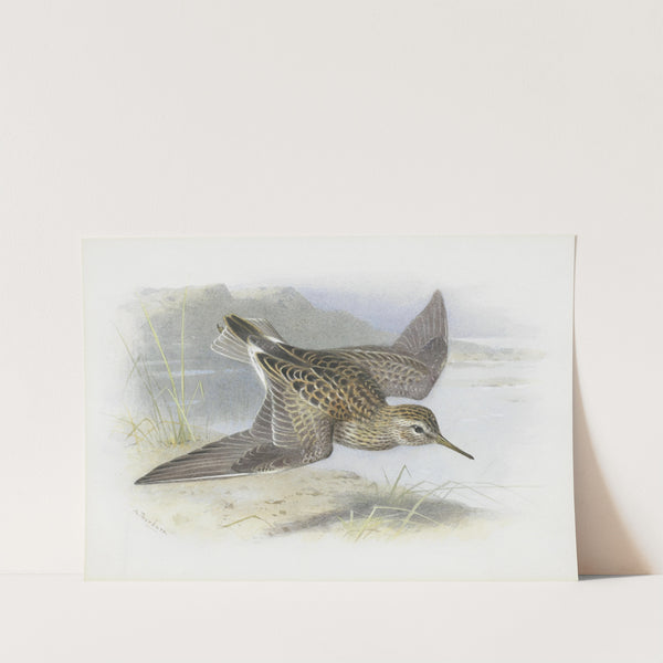Pectoral Sandpiper by Archibald Thorburn