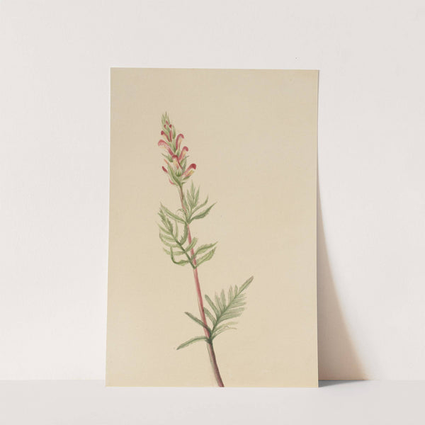 Pedicularis bracteosa (ca. 1917-1918) by Mary Vaux Walcott