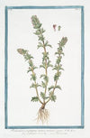 Pedicularis purpurea, annua, minima, verna – Eufrasia de’prati – Pediculaire. (Lousewort)