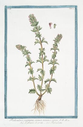 Pedicularis purpurea, annua, minima, verna – Eufrasia de’prati – Pediculaire. (Lousewort)