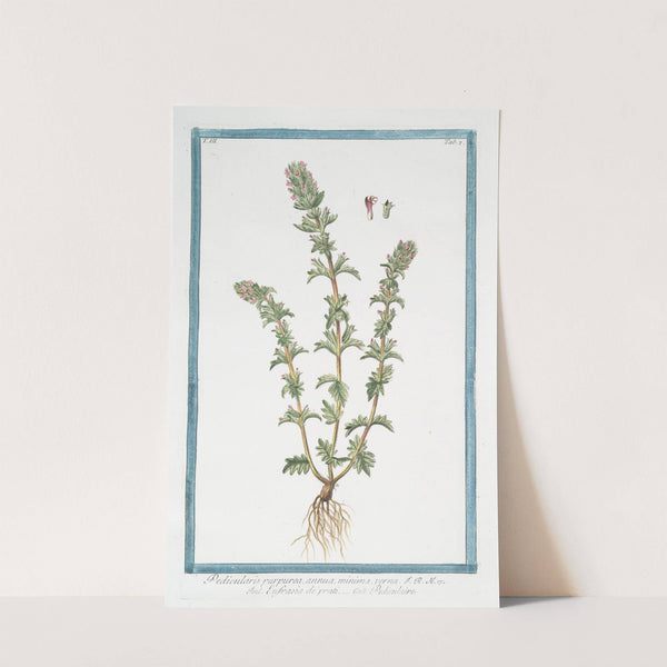 Pedicularis purpurea, annua, minima, verna - Eufrasia de'prati - Pediculaire. (Lousewort) by Giorgio Bonelli