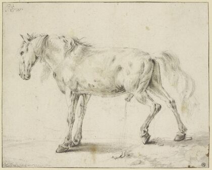 Peeing horse