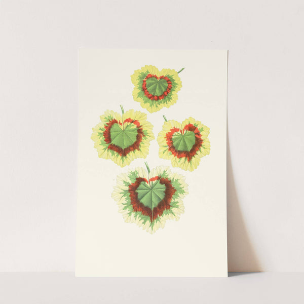 Pelargomium Zonale by Edward Joseph Lowe