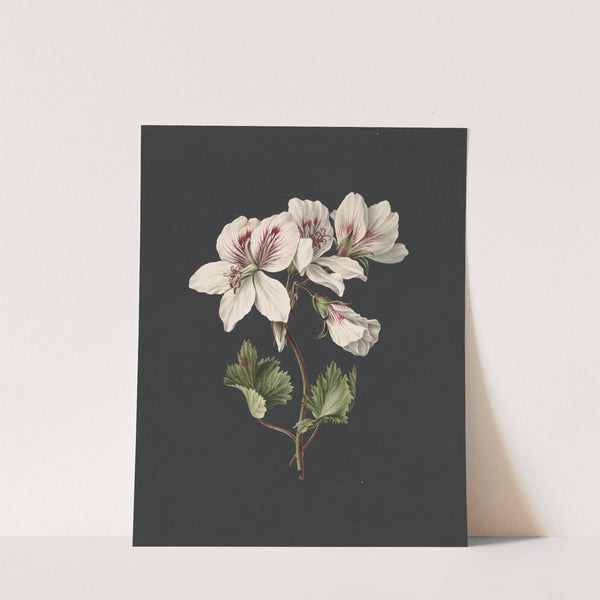 Pelargonium album bicolor by M. de Gijselaar