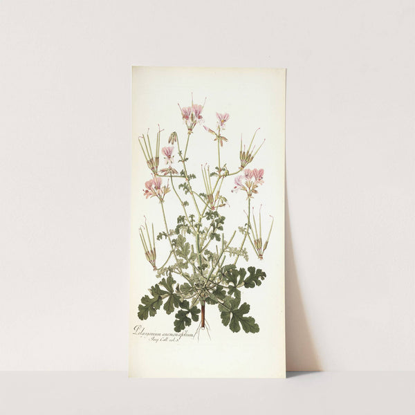 Pelargonium anemonaefolium by Nikolaus Joseph Freiherr von Jacquin