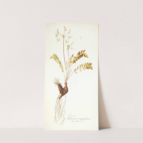Pelargonium astragalifolium by Nikolaus Joseph Freiherr von Jacquin