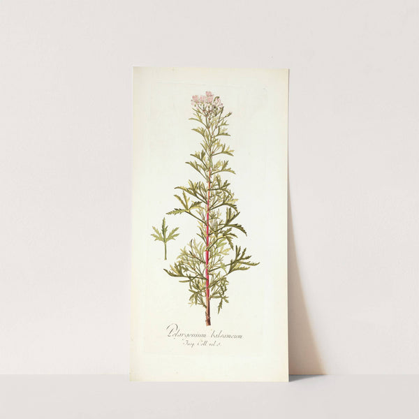 Pelargonium balsameum by Nikolaus Joseph Freiherr von Jacquin