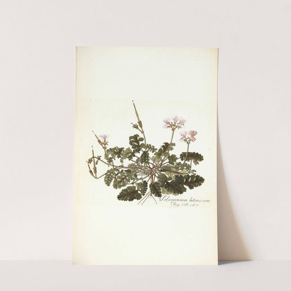 Pelargonium betonicum by Nikolaus Joseph Freiherr von Jacquin