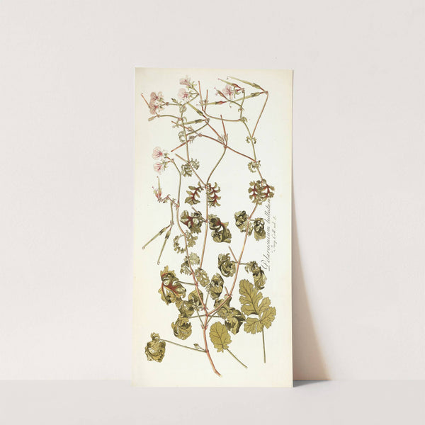 Pelargonium bullatum by Nikolaus Joseph Freiherr von Jacquin