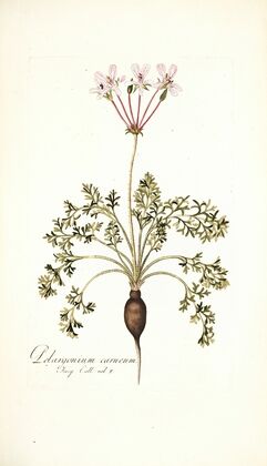 Pelargonium carneum
