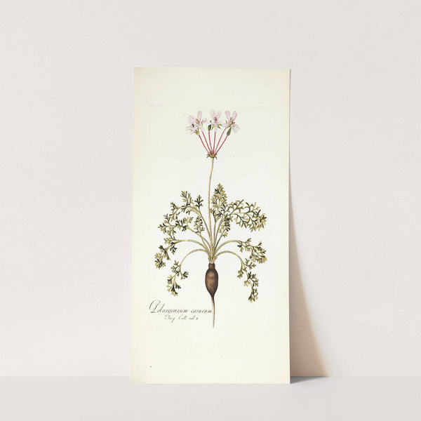 Pelargonium carneum by Nikolaus Joseph Freiherr von Jacquin