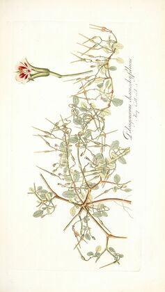 Pelargonium chamaedryfolium