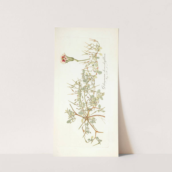 Pelargonium chamaedryfolium by Nikolaus Joseph Freiherr von Jacquin