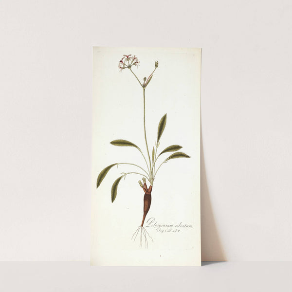 Pelargonium ciliatum by Nikolaus Joseph Freiherr von Jacquin
