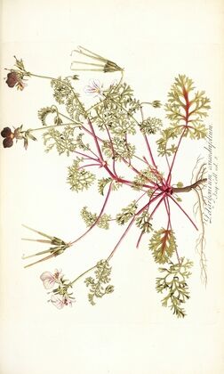Pelargonium coriandrifolium