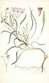 Pelargonium coronopifolium