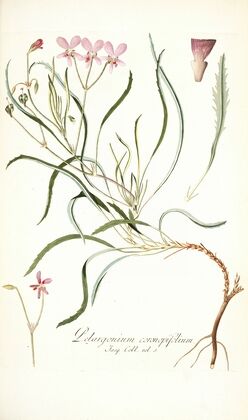Pelargonium coronopifolium