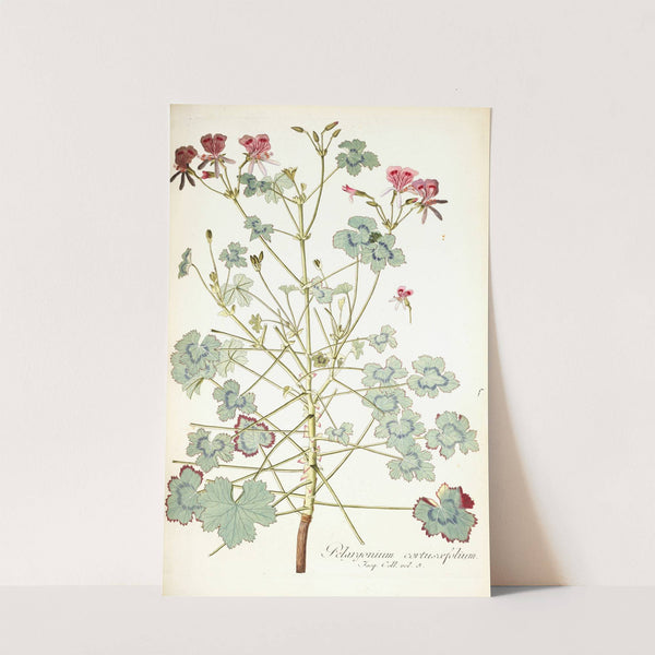Pelargonium cortusaefolium by Nikolaus Joseph Freiherr von Jacquin