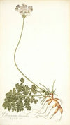 Pelargonium daucoides