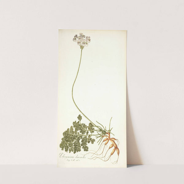 Pelargonium daucoides by Nikolaus Joseph Freiherr von Jacquin