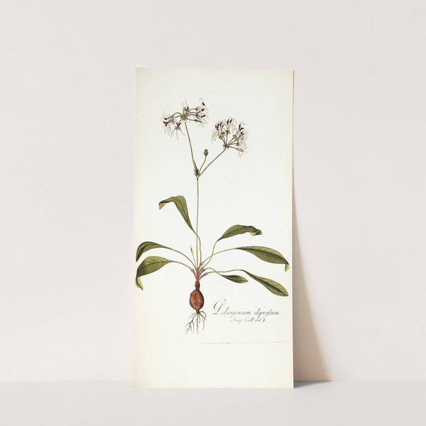 Pelargonium depressum by Nikolaus Joseph Freiherr von Jacquin