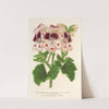 Pelargonium (des Fleuristes) à fi. remontantes, Souvenir de Wilhelma by Charles Antoine Lemaire